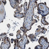 Anti-BMP1 antibody produced in rabbit Prestige Antibodies® Powered by Atlas Antibodies, affinity isolated antibody, buffered aqueous glycerol solution
