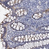 Anti-CBFB antibody produced in rabbit Prestige Antibodies® Powered by Atlas Antibodies, affinity isolated antibody, buffered aqueous glycerol solution