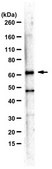Anti-GLS from rabbit, purified by affinity chromatography