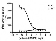 ChemiScreen A1 Membrane Preparation Human A1 GPCR membrane preparation for Radioligand binding Assays &amp; GTPγS binding.