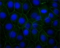 Monoclonal Anti-Pan Cadherin antibody produced in mouse clone CH-19, ascites fluid