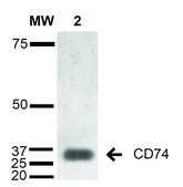 Monoclonal Anti-CD74 antibody produced in mouse clone 1B8