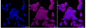 Anti Ubiquitin Specific Peptidase 28 Antibody, clone 24GB2515, Rabbit Monoclonal clone 24GB2515, recombinant rabbit monoclonal, expressed in HEK293 cells