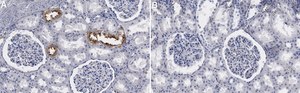 Anti-SLC12A3 Antibody, clone 3I12 ZooMAb® Rabbit Monoclonal recombinant, expressed in HEK 293 cells