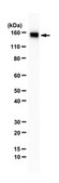 Anti-SMARCA5 Antibody from rabbit, purified by affinity chromatography
