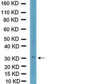 Anti-Rab40C Antibody from rabbit