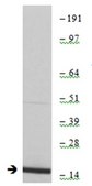 Anti-dimethyl-Histone H3 (Lys79) Antibody, clone NL59, Trial Size, rabbit monoclonal culture supernatant, clone NL59, Upstate®