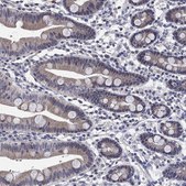 Anti-PRRT3 antibody produced in rabbit Prestige Antibodies® Powered by Atlas Antibodies, affinity isolated antibody, buffered aqueous glycerol solution