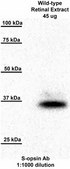 Anti-S-Opsin from rabbit