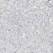 Anti-MMRN2 antibody produced in rabbit Prestige Antibodies® Powered by Atlas Antibodies, affinity isolated antibody, buffered aqueous glycerol solution