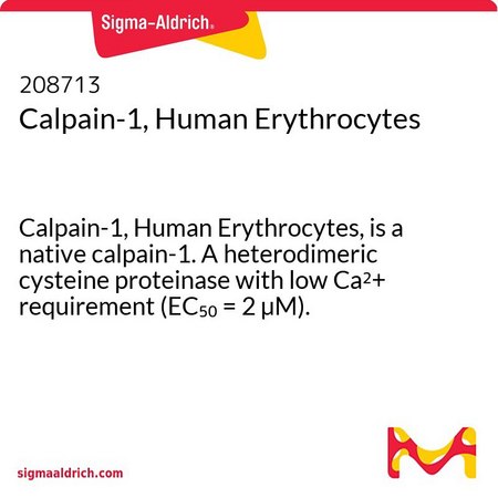 あちゃ様　ご確認用ページ Calpain-1, Human Erythrocytes Calpain-1, Human Erythrocytes, is a