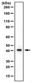 Anti-GHRHR Antibody from rabbit, purified by affinity chromatography