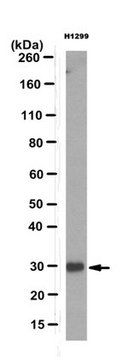Anti-Pirh2 Antibody, clone 11G8.1 clone 11G8.1, from mouse
