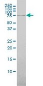 Monoclonal Anti-ABCF2 antibody produced in mouse clone 1D11, purified immunoglobulin, buffered aqueous solution