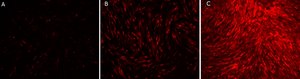Vaccinia Virus B18R protein, recombinant expressed in HEK 293 cells, Carrier-Free recombinant, expressed in HEK 293 cells, endotoxin tested, suitable for cell culture, carrier-free