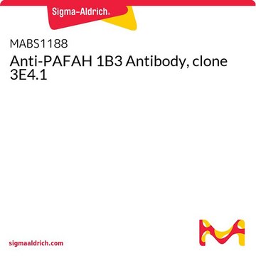 Anti-PAFAH 1B3 Antibody, clone 3E4.1