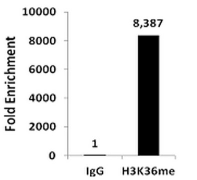ChIPAb+ Monomethyl-Histone H3 (Lys36) - ChIP Validated Antibody and Primer Set from rabbit, purified by affinity chromatography