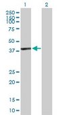 Anti-GFOD1 antibody produced in mouse IgG fraction of antiserum, buffered aqueous solution