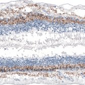 Anti-GNG13 antibody produced in rabbit Prestige Antibodies® Powered by Atlas Antibodies, affinity isolated antibody, buffered aqueous glycerol solution