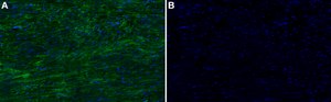 Anti-Collagen VI α3 Antibody, clone 3C4 ZooMAb® Mouse Monoclonal recombinant, expressed in HEK 293 cells
