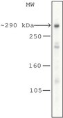 Anti-mTOR antibody produced in rabbit 1.0-1.5 mg/mL, affinity isolated antibody, buffered aqueous solution