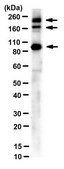 Anti-Myoferlin Antibody, clone 159 culture supernatant, clone 159, from mouse