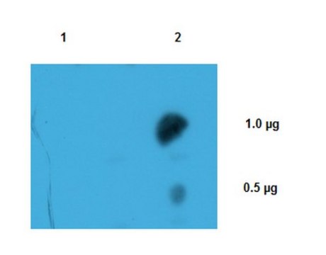 Anti-m3G-cap, m7G-cap Antibody, clone H-20 clone H-20, from mouse