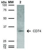 Monoclonal Anti-CD74-Atto 390 antibody produced in mouse clone 6D9