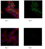 Anti-Trop2, clone 2G10, Azide Free Antibody clone 2G10, from mouse