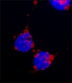 Anti-HA antibody, Mouse monoclonal clone HA-7, purified from hybridoma cell culture