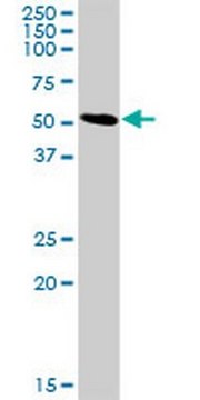 Anti-SLC3A2 Rabbit pAb liquid, Calbiochem&#174;