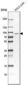 Anti-SCLT1 antibody produced in rabbit Prestige Antibodies® Powered by Atlas Antibodies, affinity isolated antibody, buffered aqueous glycerol solution