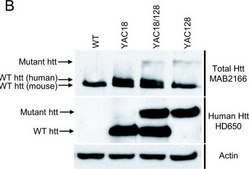Anticorps anti-protéine huntingtine, a.a. 181-810, clone 1HU-4C8 ascites fluid, clone 1HU-4C8, Chemicon®