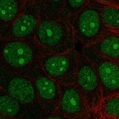 Anti-INTS3 antibody produced in rabbit Prestige Antibodies® Powered by Atlas Antibodies, affinity isolated antibody