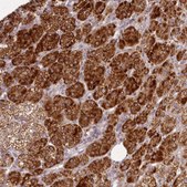 Anti-CHCHD2 antibody produced in rabbit Prestige Antibodies® Powered by Atlas Antibodies, affinity isolated antibody, buffered aqueous glycerol solution