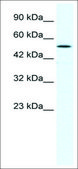 Anti-SUV39H1 antibody produced in rabbit IgG fraction of antiserum