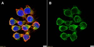 Anti-SHIP1 Antibody, clone 1J20 ZooMAb® Rabbit Monoclonal recombinant, expressed in HEK 293 cells