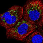 Anti-CHCHD2 antibody produced in rabbit Prestige Antibodies® Powered by Atlas Antibodies, affinity isolated antibody