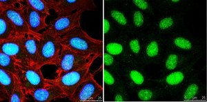 Anti-Histone H3 Antibody, CT Antibody, pan from rabbit, purified by affinity chromatography