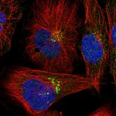 Anti-C16orf58 antibody produced in rabbit Prestige Antibodies® Powered by Atlas Antibodies, affinity isolated antibody, buffered aqueous glycerol solution