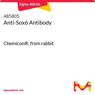 Anti-Sox6 Antibody Chemicon&#174;, from rabbit