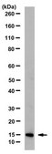 Anti-INK4a (p16) Antibody, clone 13H4.1 clone 13H4.1, from mouse