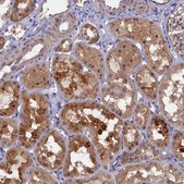 Anti-WDR59 antibody produced in rabbit Prestige Antibodies® Powered by Atlas Antibodies, affinity isolated antibody, buffered aqueous glycerol solution