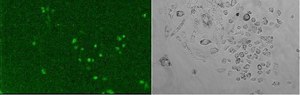 Disolución G-418 solution, =98% (TLC), suitable for transfection
