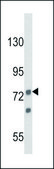ANTI-ANGEL1 (C-TERM) antibody produced in rabbit IgG fraction of antiserum, buffered aqueous solution
