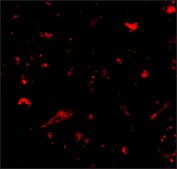 Anti-Nanos1 (ab1) antibody produced in rabbit affinity isolated antibody, buffered aqueous solution