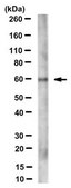Anti-Synembryn-A/Ric8A Antibody, clone 3E1 clone 3E1, from mouse