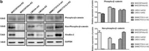 Anti-Kindlin-2 Antibody, clone 3A3 clone 3A3, from mouse