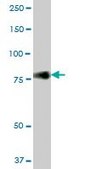 Anti-CD44 antibody produced in mouse purified immunoglobulin, buffered aqueous solution