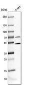 Anti-PSMC4 antibody produced in rabbit Ab1, Prestige Antibodies® Powered by Atlas Antibodies, affinity isolated antibody, buffered aqueous glycerol solution